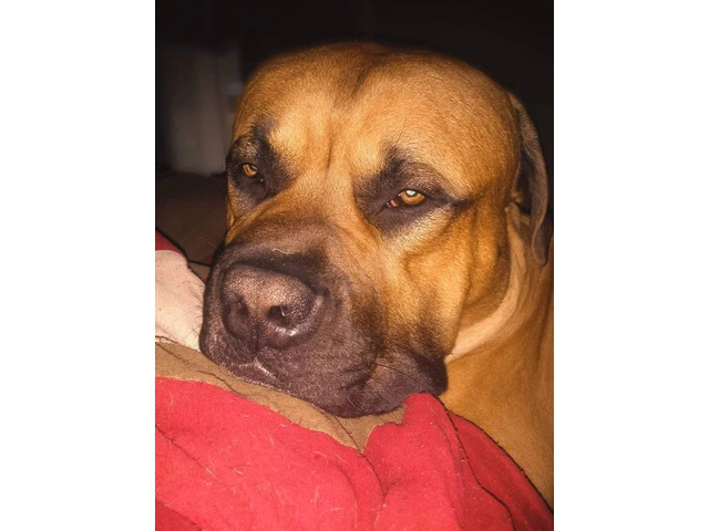1 female Boerboel puppy available - 7/8