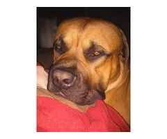 1 female Boerboel puppy available - 7