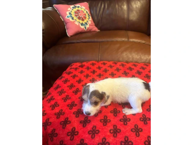 2 boy Jack Russell puppies - 2/2