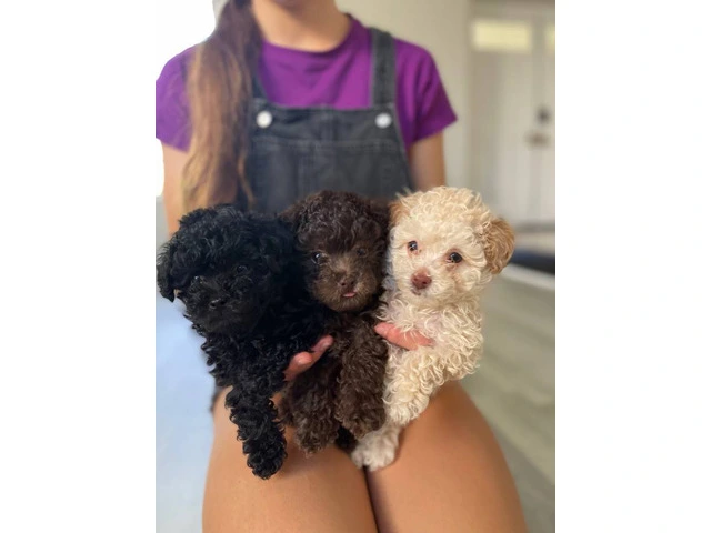 3 Toy Poodle puppies for sale - 1/11