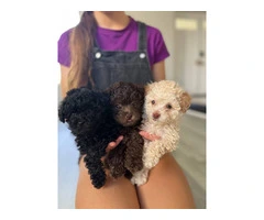 3 Toy Poodle puppies for sale - 1
