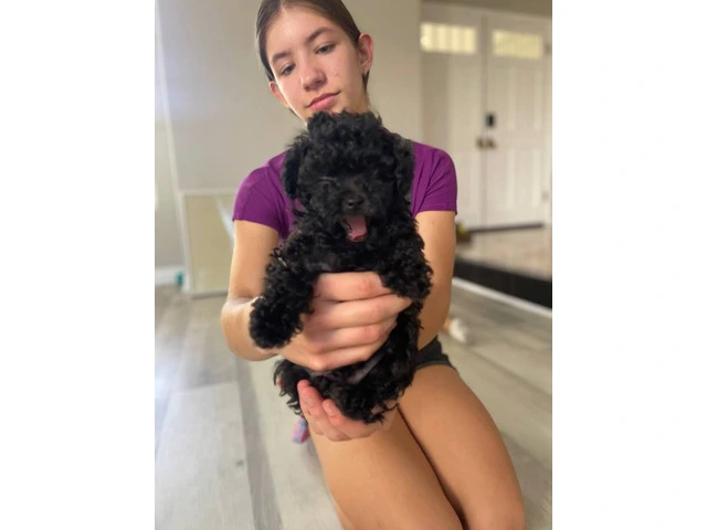3 Toy Poodle puppies for sale - 2/11