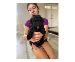 3 Toy Poodle puppies for sale - 2