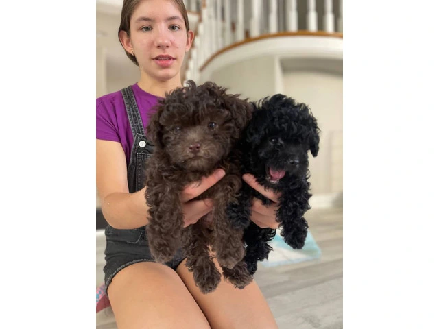 3 Toy Poodle puppies for sale - 3/11