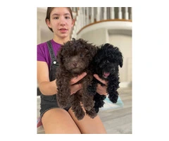 3 Toy Poodle puppies for sale - 3