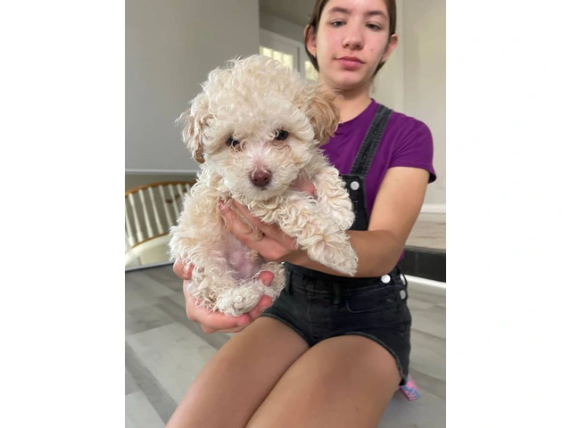 3 Toy Poodle puppies for sale - 4/11