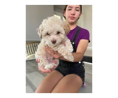 3 Toy Poodle puppies for sale - 4