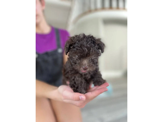 3 Toy Poodle puppies for sale - 5/11