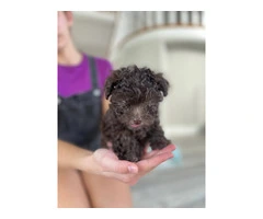 3 Toy Poodle puppies for sale - 5