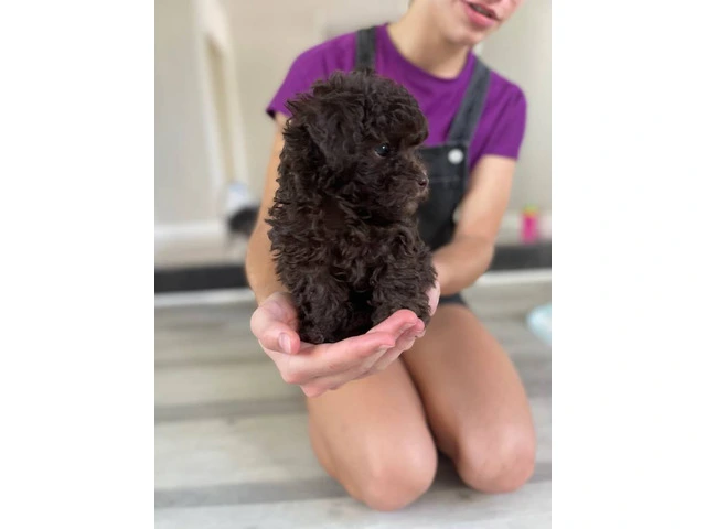 3 Toy Poodle puppies for sale - 6/11