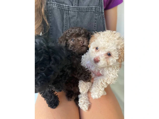 3 Toy Poodle puppies for sale - 8/11