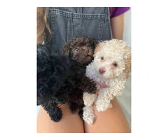 3 Toy Poodle puppies for sale - 8