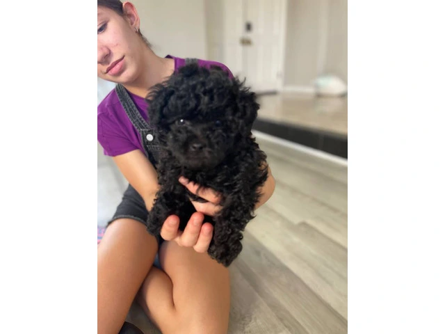 3 Toy Poodle puppies for sale - 9/11