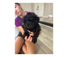 3 Toy Poodle puppies for sale - 9