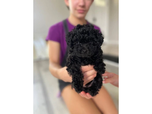 3 Toy Poodle puppies for sale - 10/11