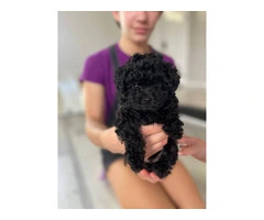 3 Toy Poodle puppies for sale - 10