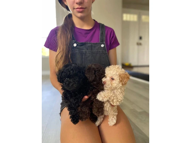 3 Toy Poodle puppies for sale - 11/11