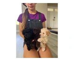 3 Toy Poodle puppies for sale - 11
