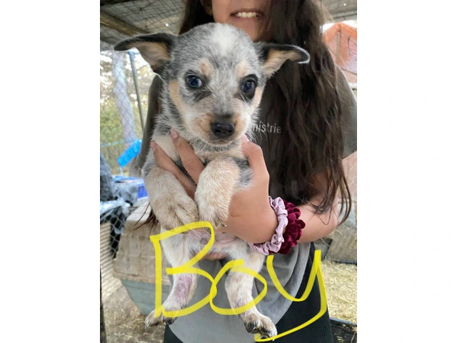 Healthy and playful Blue Heeler puppies - 1/4