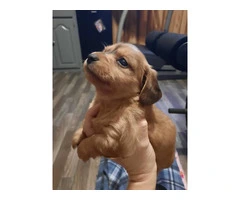 Beautiful chiweenie puppies for rehoming