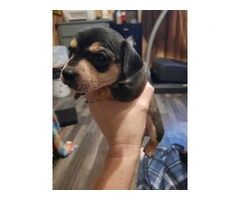 Beautiful chiweenie puppies for rehoming - 5