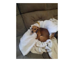 Beautiful chiweenie puppies for rehoming - 8