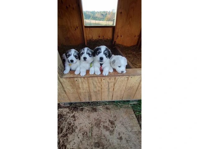 Great Pyrenees Puppies for sale - 1/12