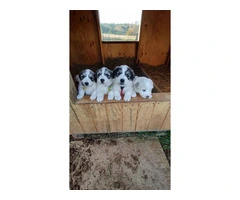 Great Pyrenees Puppies for sale - 1