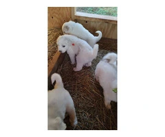 Great Pyrenees Puppies for sale - 2