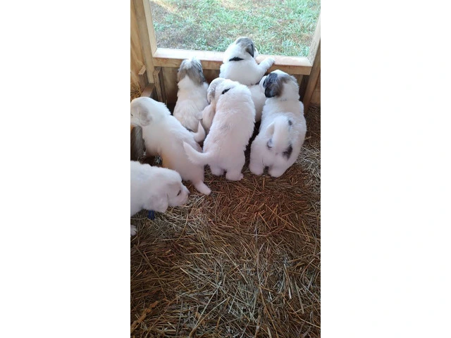 Great Pyrenees Puppies for sale - 3/12