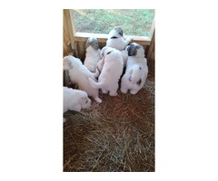 Great Pyrenees Puppies for sale - 3