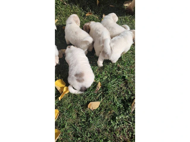 Great Pyrenees Puppies for sale - 4/12