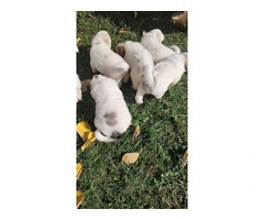 Great Pyrenees Puppies for sale - 4