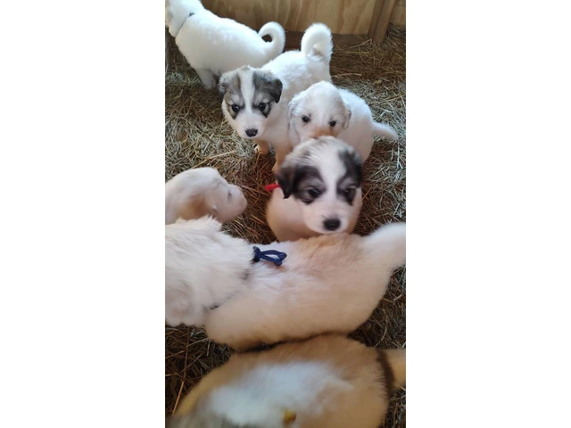 Great Pyrenees Puppies for sale - 5/12