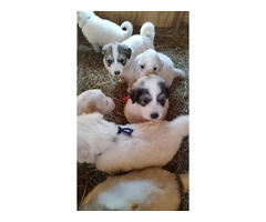 Great Pyrenees Puppies for sale - 5