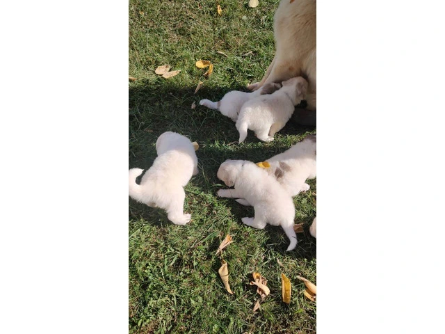 Great Pyrenees Puppies for sale - 6/12
