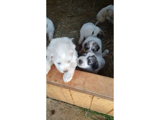 Great Pyrenees Puppies for sale - 7/12