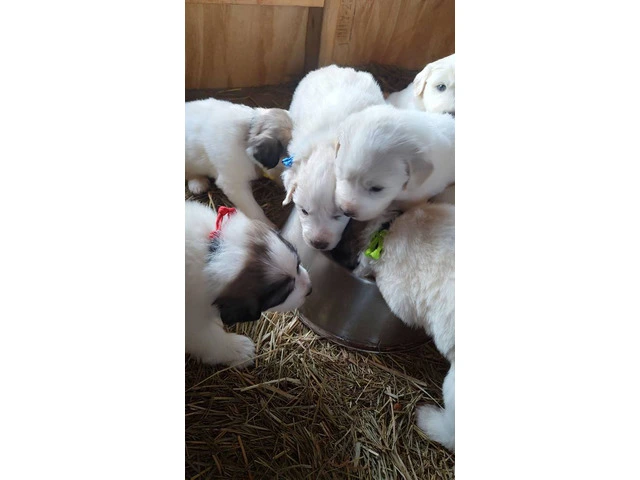 Great Pyrenees Puppies for sale - 8/12