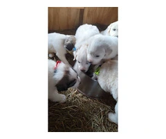 Great Pyrenees Puppies for sale - 8