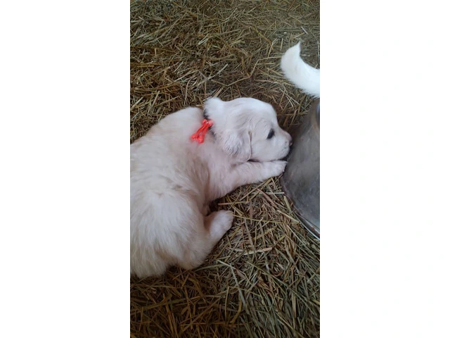 Great Pyrenees Puppies for sale - 9/12