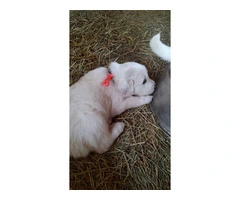Great Pyrenees Puppies for sale - 9