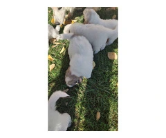 Great Pyrenees Puppies for sale - 10