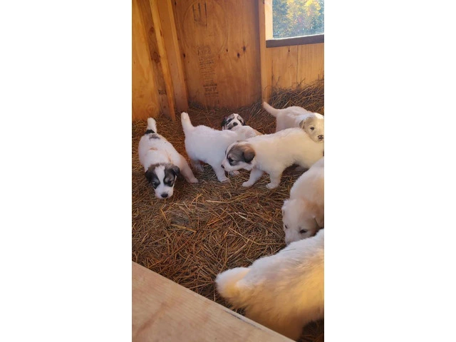 Great Pyrenees Puppies for sale - 11/12