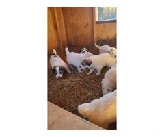 Great Pyrenees Puppies for sale - 11