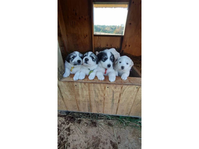 Great Pyrenees Puppies for sale - 12/12