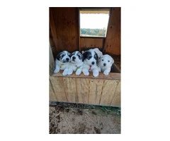 Great Pyrenees Puppies for sale - 12