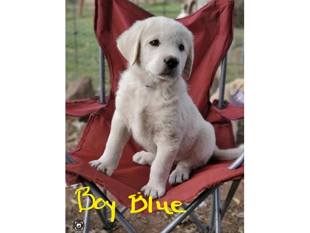 Anatolian Pyrenees mix puppies for sale - 1/12