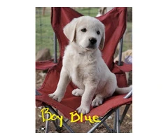Anatolian Pyrenees mix puppies for sale - 1