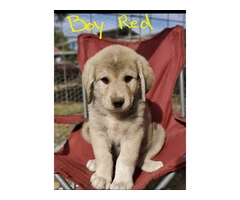 Anatolian Pyrenees mix puppies for sale - 2