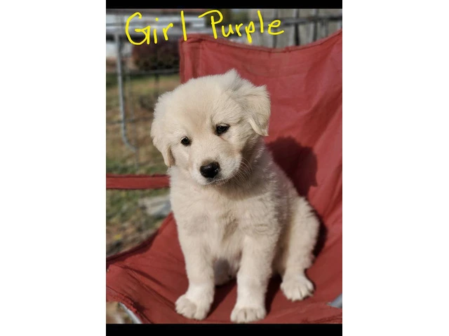 Anatolian Pyrenees mix puppies for sale - 3/12